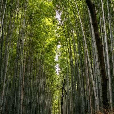 游戏蜂窝64位官方版下载